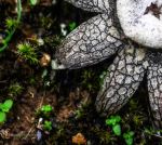 Estrella de los bosques de Otonio (hongo Geastrum) Reducc.jpg